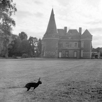 «Sasha the rabbit, Château de Maillebois» из серии «The Castle»