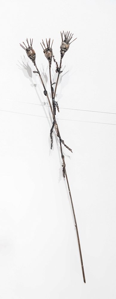 Из серии «Зимний гербарий»