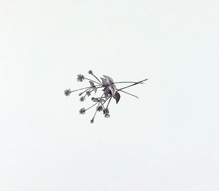 Звездчатка (из серии "В саду")