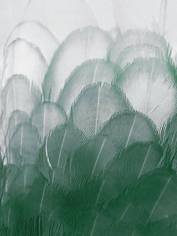 Летний лес. Туман