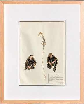 Пупавка собачья