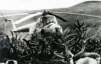 Встречи на Чукотке