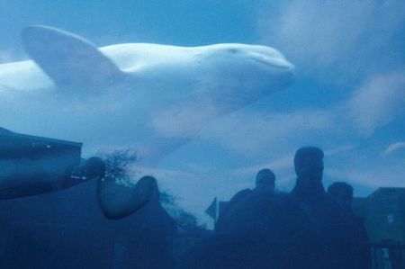 Кони-Айленд