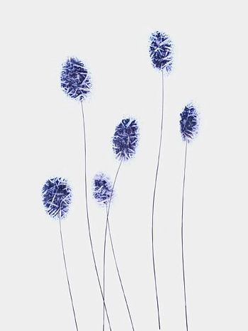 Язык цветов