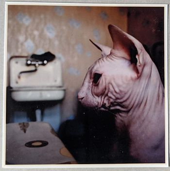 Без названия