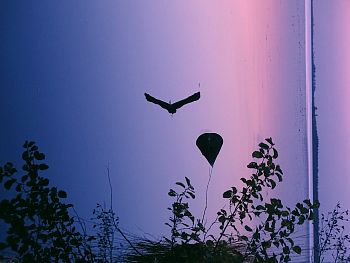 Птица вылетела из гнезда, за которое зацепился воздушный шарик