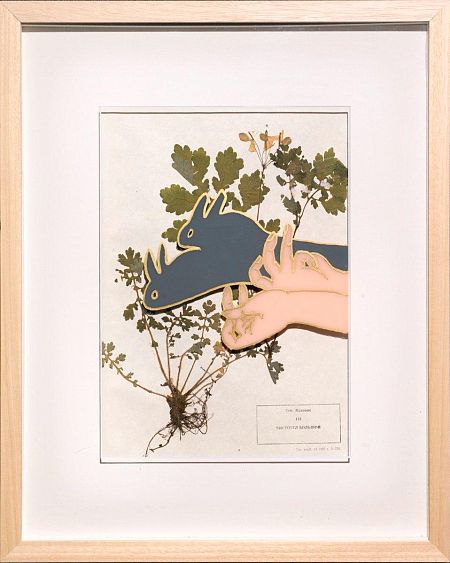 Чистотел большой