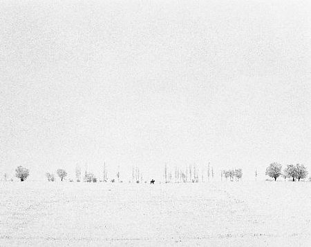 Всадник в персиковом саду