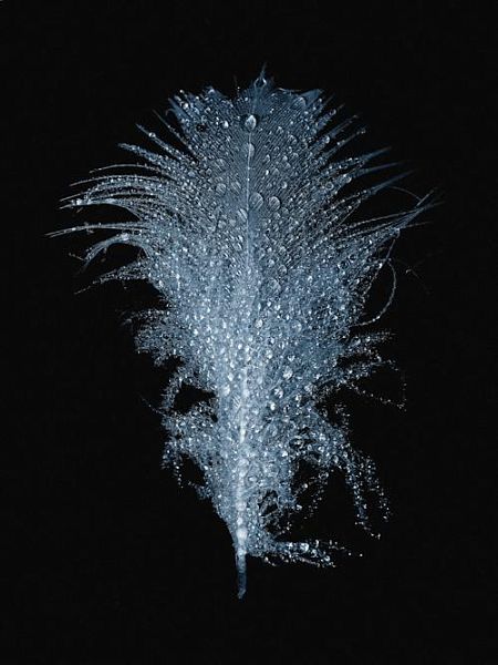 Элемент птицы