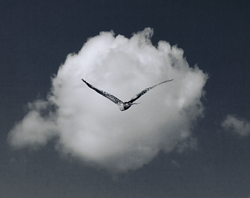 Птица весны