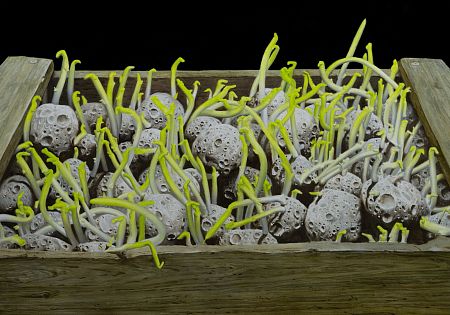 Ящик с метеоритами из серии «Зеленое утро»