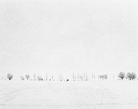 Всадник в персиковом саду